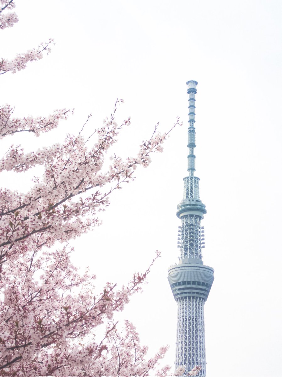 #イマソラ #キリトリセカイ
#空が好きな人と繋がりたい
#空 #空が好き #桜 #スカイツリー
#今を生きる #Xperia #写真