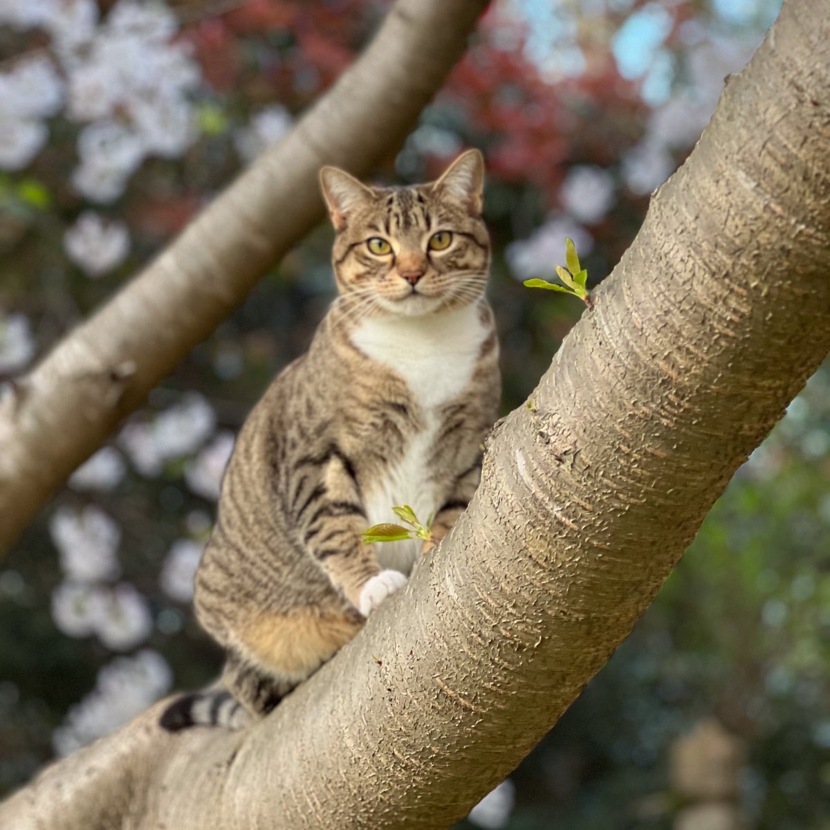 🐾 Happy National Pet Day...!! The pets in the Kiggans house are members of our family….! To our dog Chloe, cat Zoe, and our bird Barbie…our home wouldn't be the same without you!