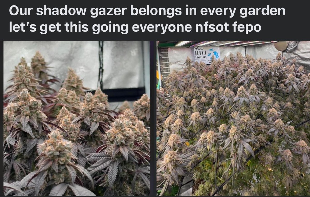 truleaf3's tweet photo. Shadow gazer is ready for sale 60 a pack of 12 seeds freebies included free shipping https://t.co/46UnBq9uSn