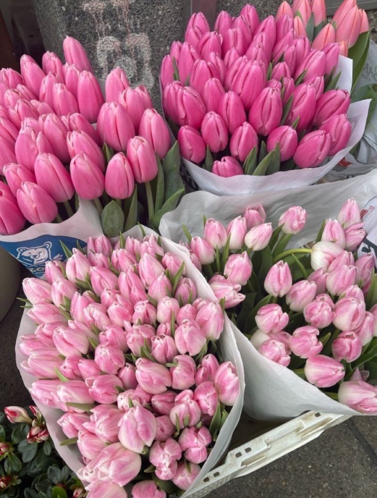 Pink Tulips