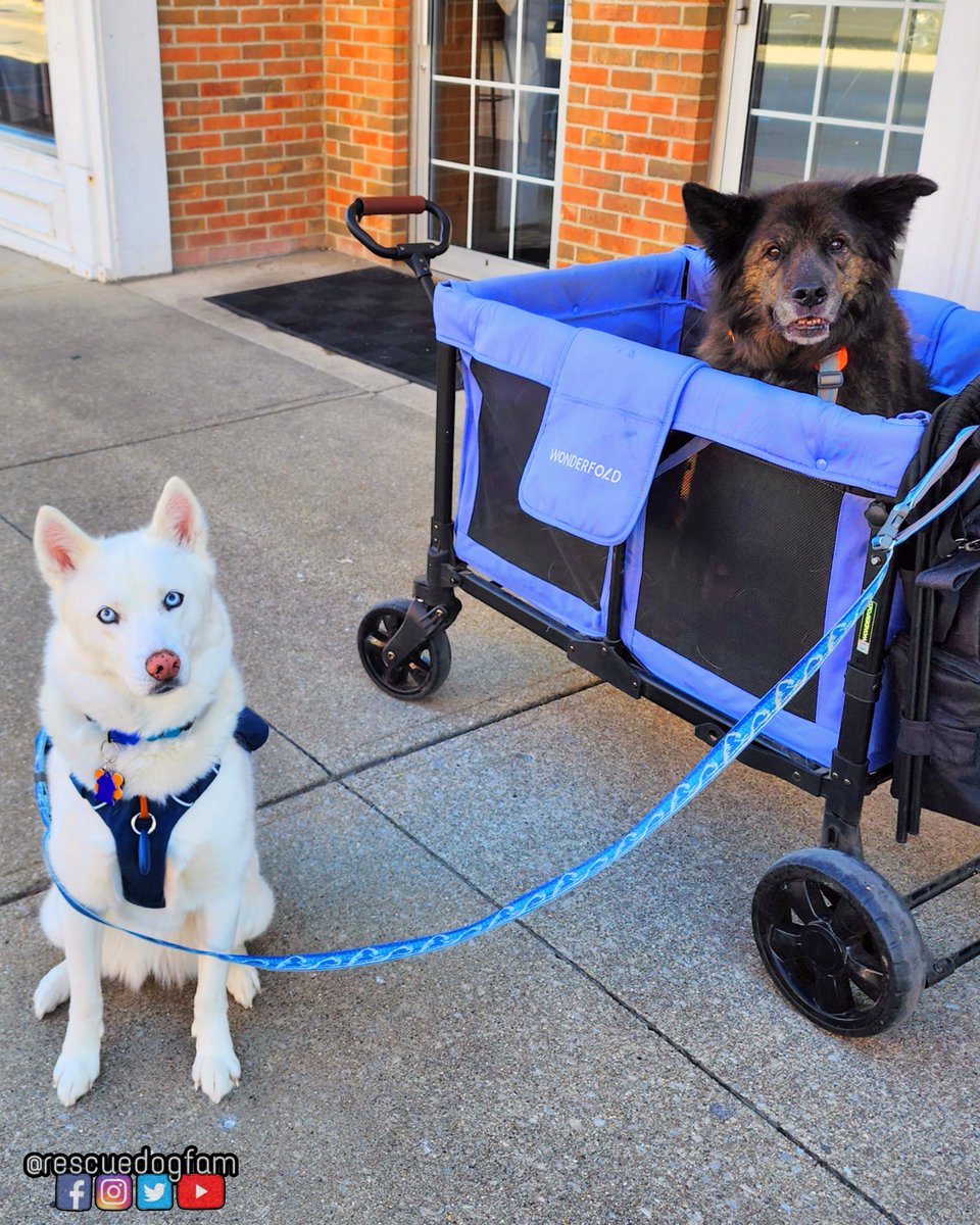 Downtown Marysville, OH. 

The dogs had a great time walking around Marysville, OH. This is a cute dog friendly town. Bigger than I expected. 

#dog #dogs #husky #siberianhusky #seniordog #downtown #Ohio