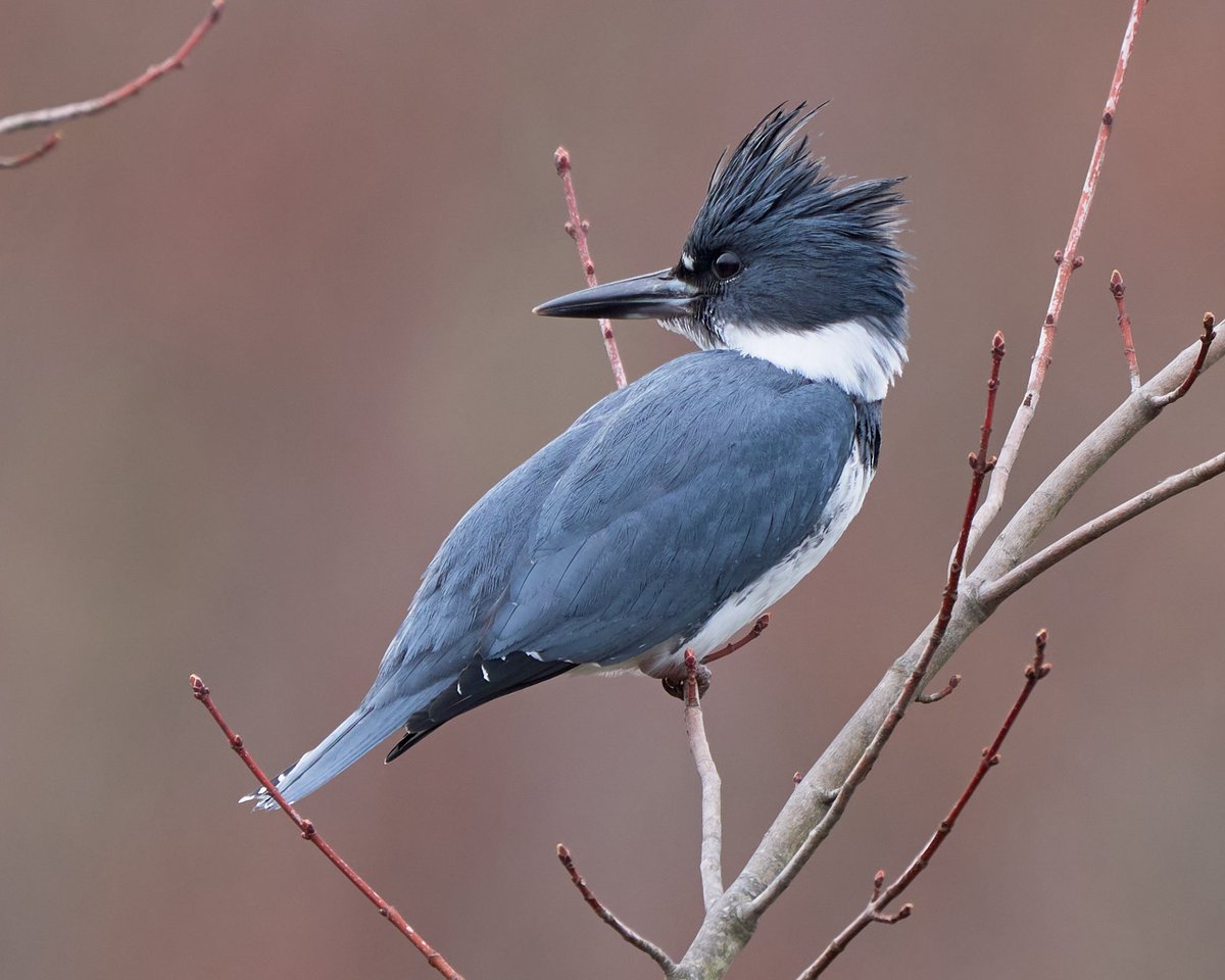 Non-action kingfisher photos. #BirdsOfTwitter #birdphotography