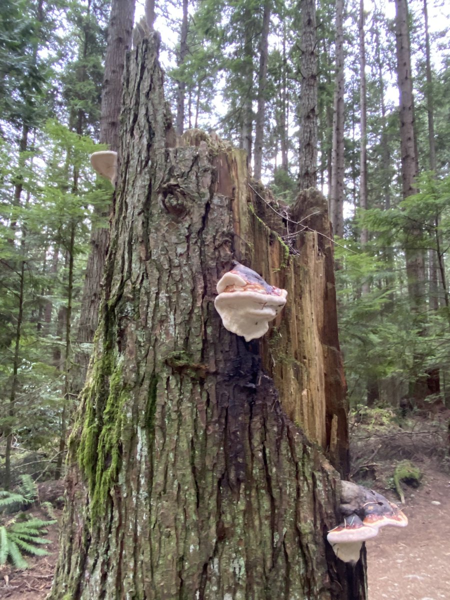 Bliss is not something that you invent
but something that you discover.
Bliss is your innermost nature.
~ Osho

💚🌲🌳🦉🌲🌳💚
#FungiFriday #NatureBeauty #JoyTrain #forest #Healing #walking #meditation #NatureTherapy #ShinRinYoku #mindsetmatters #Kindness #InnerPeace #WorldPeace