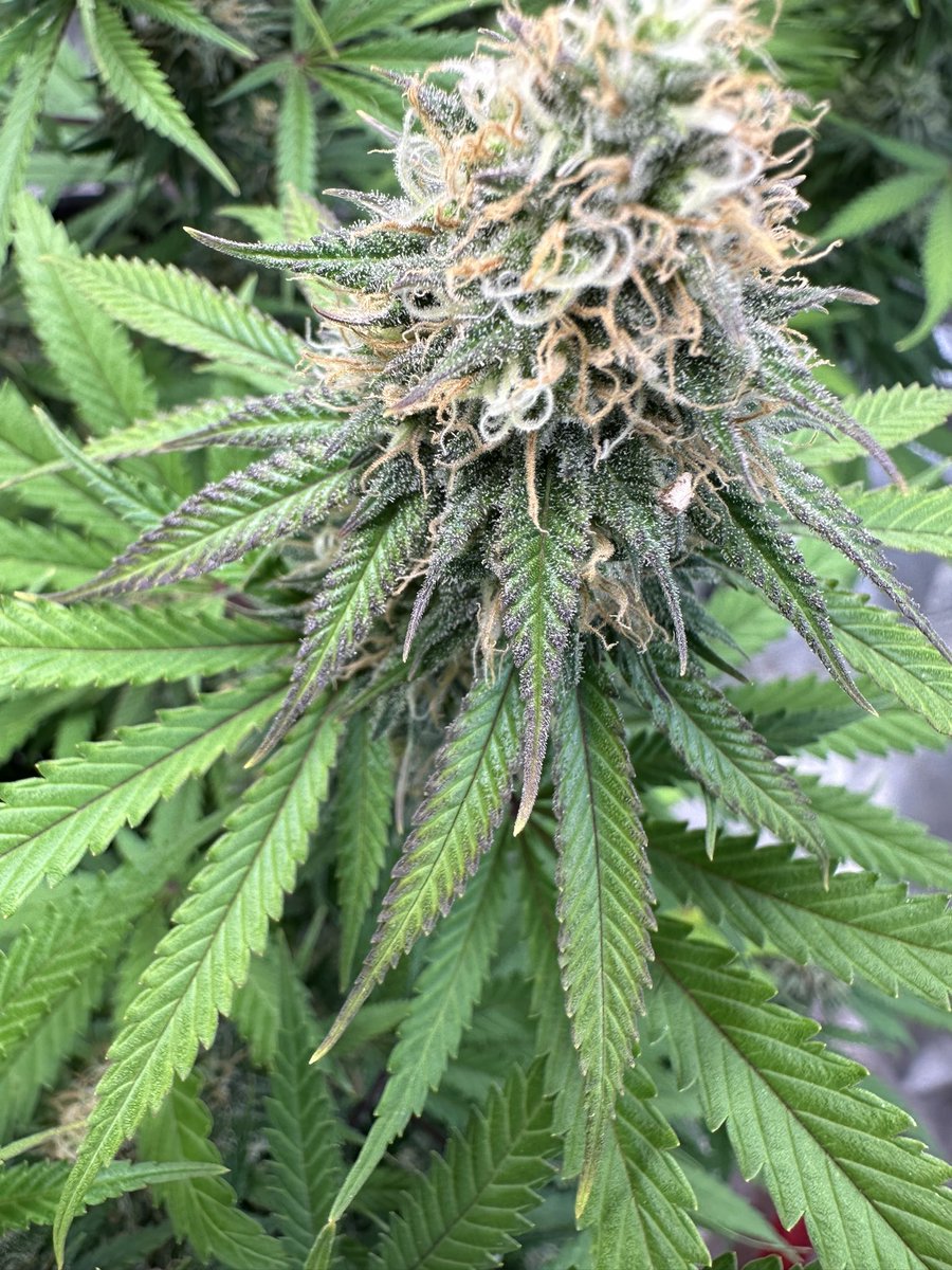 Well would you look at that!… 

The #SourNuts is starting to fade!!!

Breath taking…

#GrowYourOwn #Homegrown #Growmies #CannabisCommunity #StonerFam