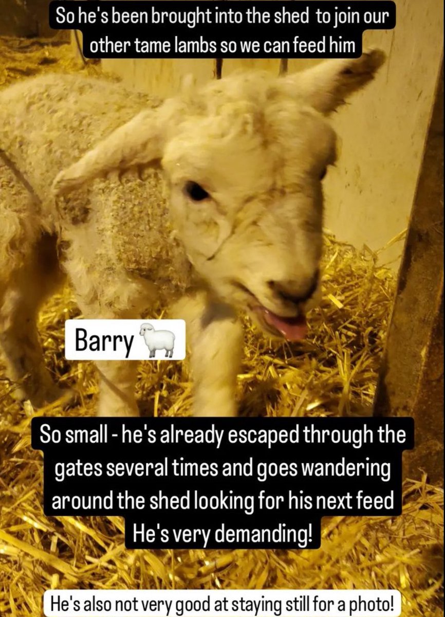 Meet Barry! 🐑😍 #ColdLambRescue #Lambing #Lambing2024 #PasturedSheep #OutdoorLambing