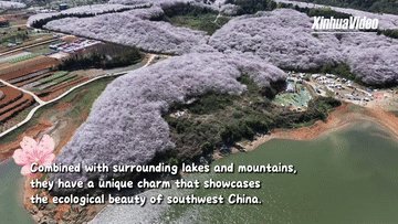 Romantic Sakura: Cherry blossom garden in SW China
 xhnewsapi.xinhuaxmt.com/share/news?id=…