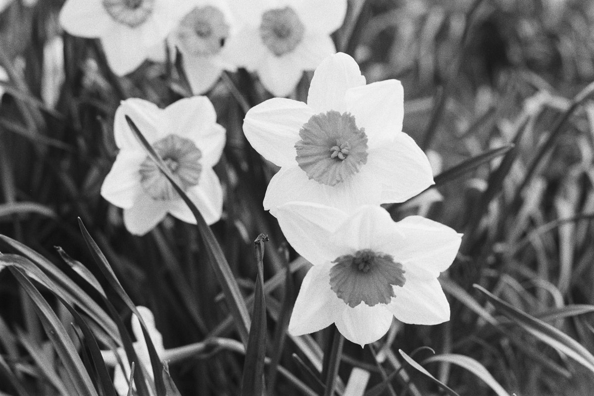 @ILFORDPhoto Spring has arrived here 🙂 #themefree #ilfordphoto #fridayfavourites Film: Ilford HP5+ Camera: Pentax Spotmatic Lens: 55mm f1.8 SMC Takumar #believeinfilm #filmphotography