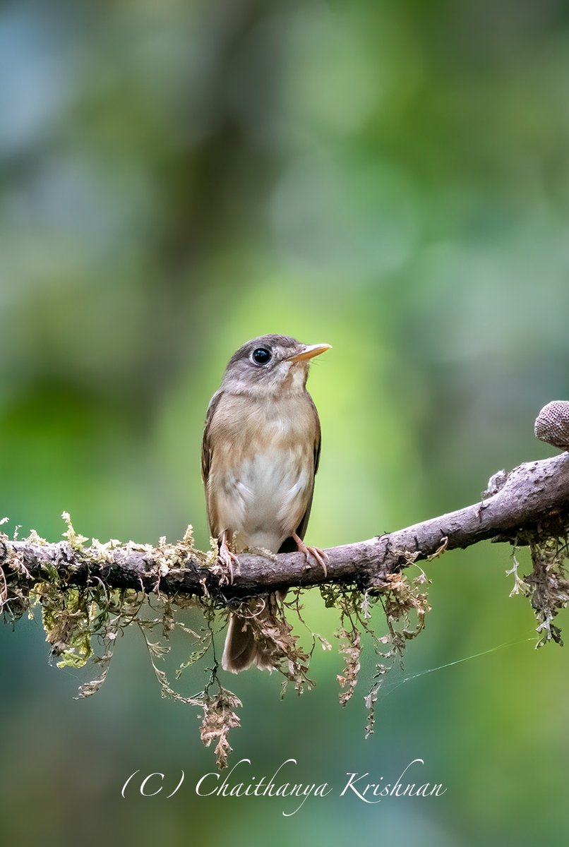 Brown-breasted Flycatcher Thattekad, Kerala #IndiAves #birds #birdphotography #ThePhotoHour #BBCWildlifePOTD @IndiAves