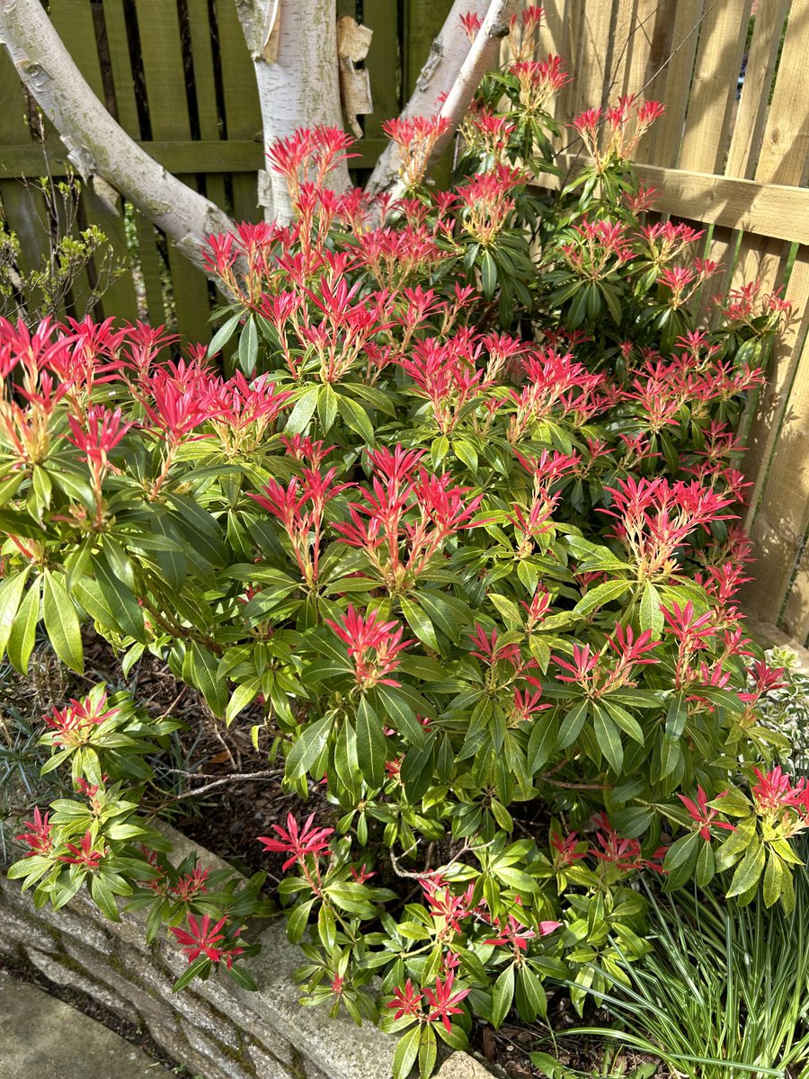 In yesterday’s sunshine, Japanese Pieres, for #FlowersonFriday #GardeningTwitter