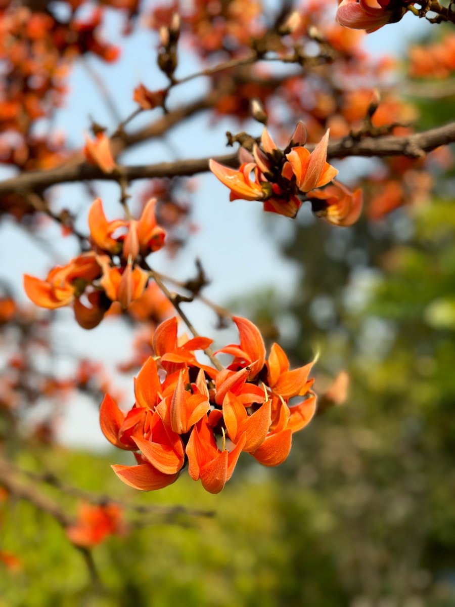 Dhak ke teen paat..! Butea monosperma is called ‘flames of the forest’ and are associated with many sayings and stories in parts of the country. Also known as Palash or Tesu. They are in full bloom in Delhi.