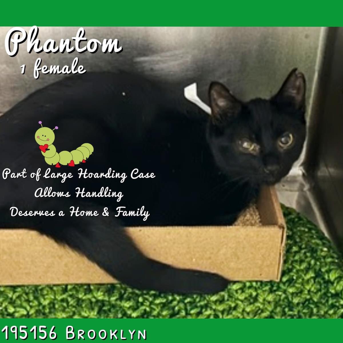 🆘Please RT-adopt-foster! 🆘 PHANTOM is on the “emergency placement” list at #ACCNYC and needs out of the shelter by 12 NOON 4/13! #URGENT #NYC #CATS #NYCACC #TeamKittySOS #AdoptDontShop #CatsOfTwitter newhope.shelterbuddy.com/Animal/Profile…