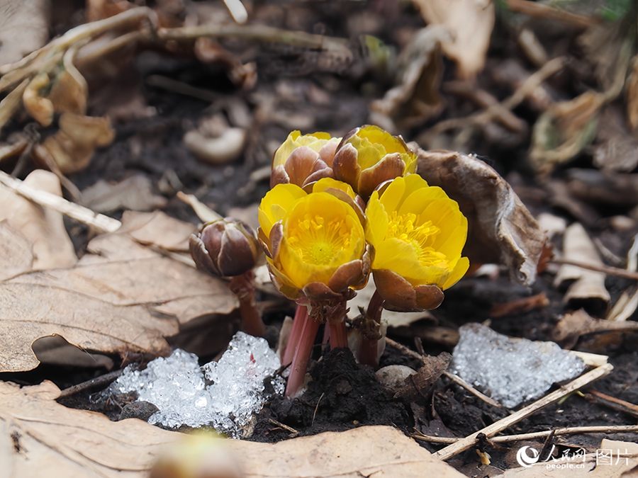 VoiceofPD's tweet image. #SpringinChina
🌸 Attracted by the vibrant hues and captivating #beauty of colorful #flowers blooming in full splendor, residents of various cities across China are enjoying outings and sightseeing tours in the springtime.
More pics: en.people.cn/n3/2024/0412/c…