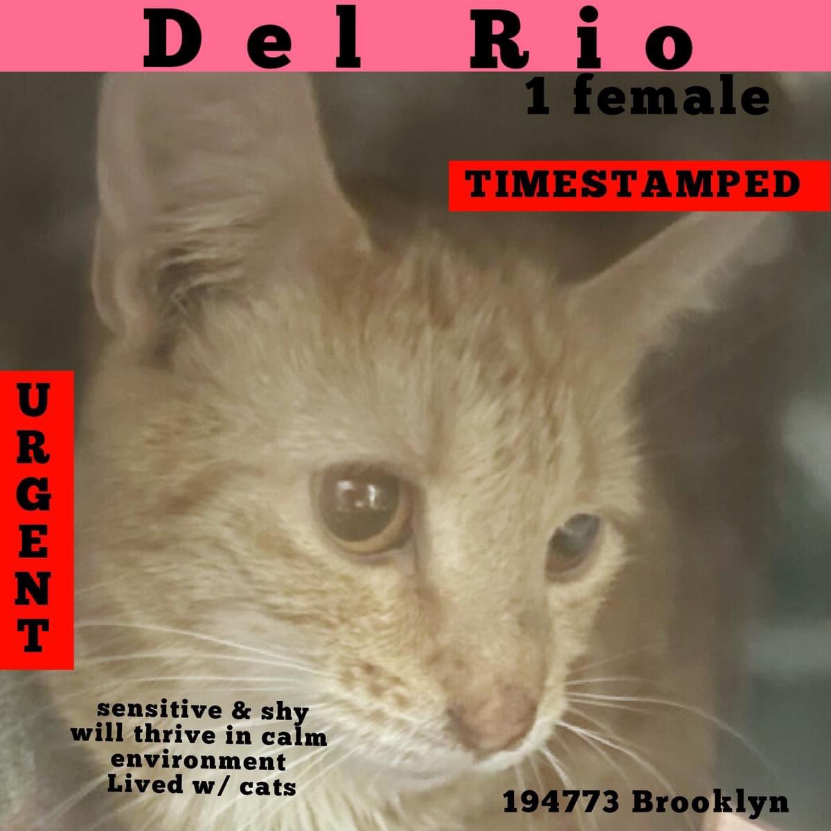 🆘Please RT-adopt-foster! 🆘 DEL RIO is on the “emergency placement” list at #ACCNYC and needs out of the shelter by 12 NOON 4/13! #URGENT #NYC #CATS #NYCACC #TeamKittySOS #AdoptDontShop #CatsOfTwitter newhope.shelterbuddy.com/Animal/Profile…