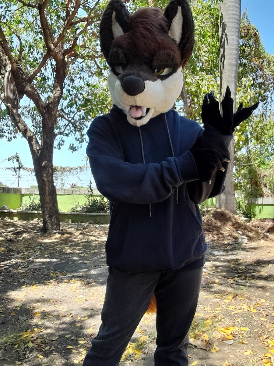 Xennon, trying out Rodgey's clothes x3 ✂️: @TheFolfyFurry #FursuitFriday