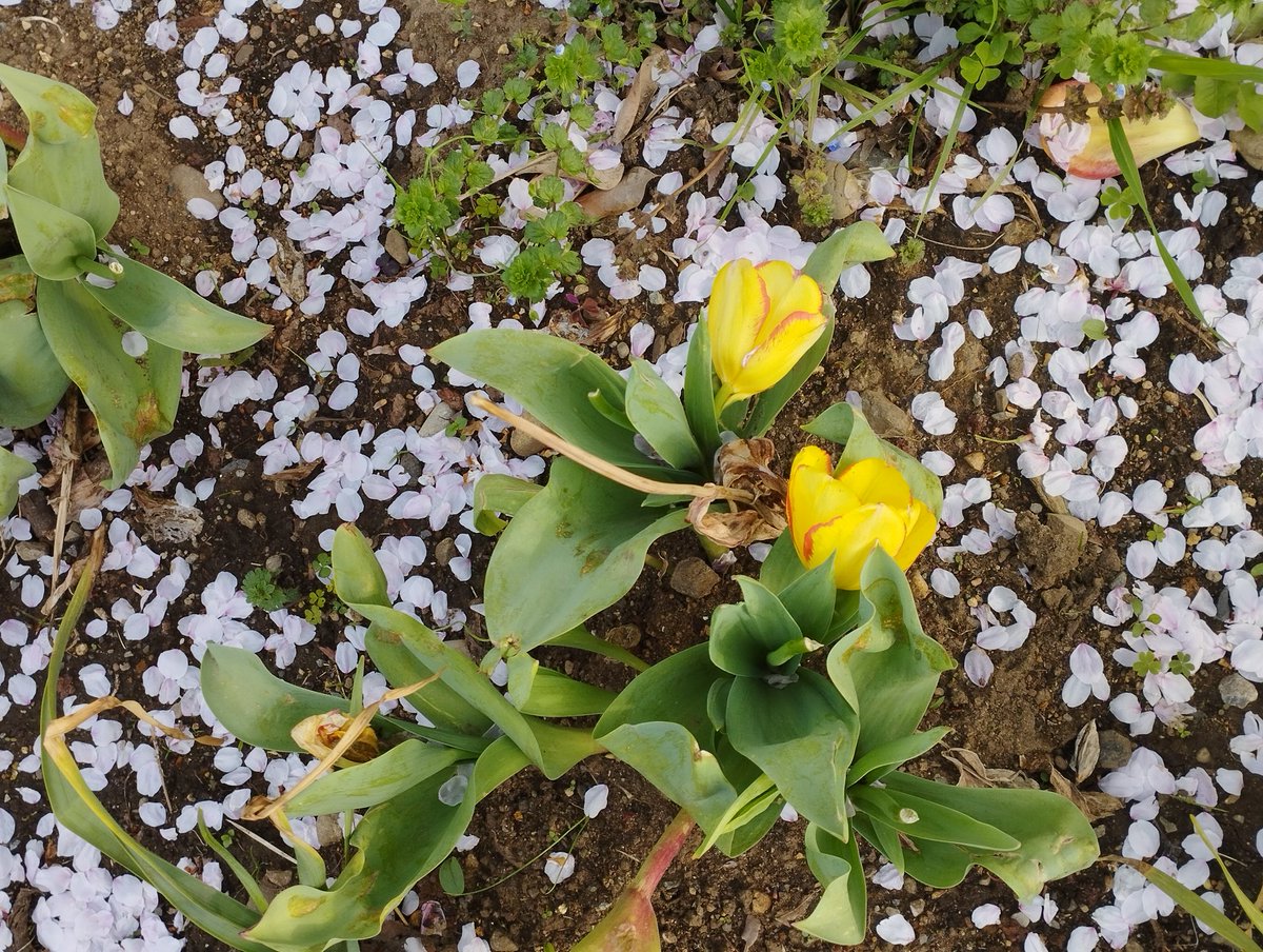 AtsukoWatanabe's tweet photo. ちぇんばろんこの花便り2024.04.11 
春を感じに…ご近所をふらっとお散歩🚶
#flowers #yellowflowers #whiteflowers #spring #cherrybloom https://t.co/xqWxUUWMrc