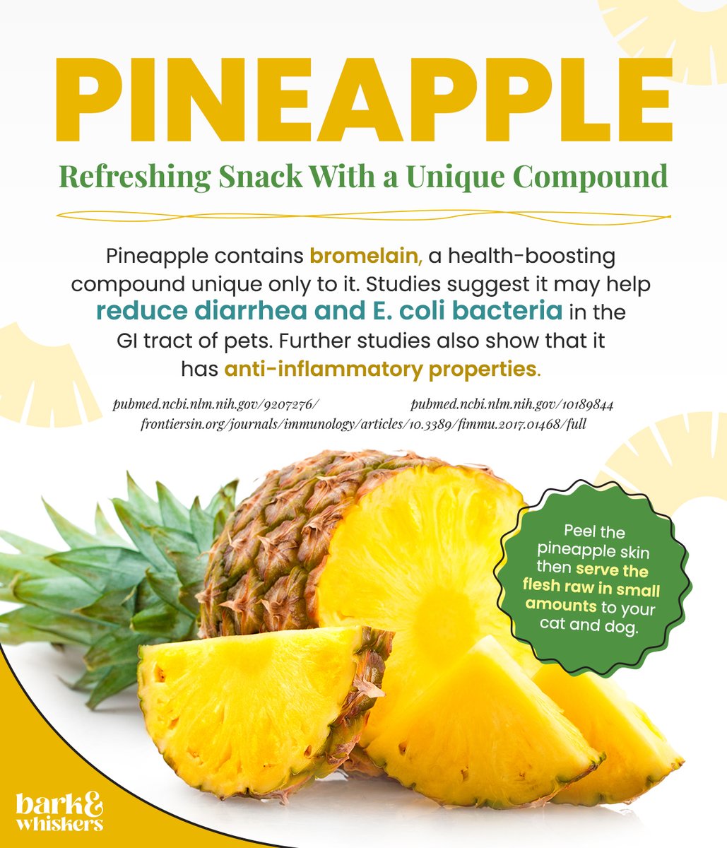 This refreshing tropical fruit can be a great addition to your dog’s and cat’s list of healthy, natural snacks. 👍Try offering your pet a bite! 🍍😋 Learn more about the nutritional benefits of pineapple here: bit.ly/3UeGFNU #Pineapple #PetTreat #Dog #Cat