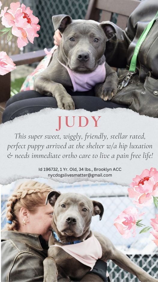 💔🐾JUDY 🪻 Cute & Sweet & More💕 Orthopaedic Needs. An FHO Is Probably Necessary. Friendly Little Girl🥰Needs To Be Out The🚪By📌4/13☠️Can You #Foster ? Plz🙏#Rt #Pledge #ResQ Her 1 Yr Old #196732 #BrooklynACC Btw She Loves🚗Rides & Fruit Treats 📧nycdogslivesmatter@gmail.com