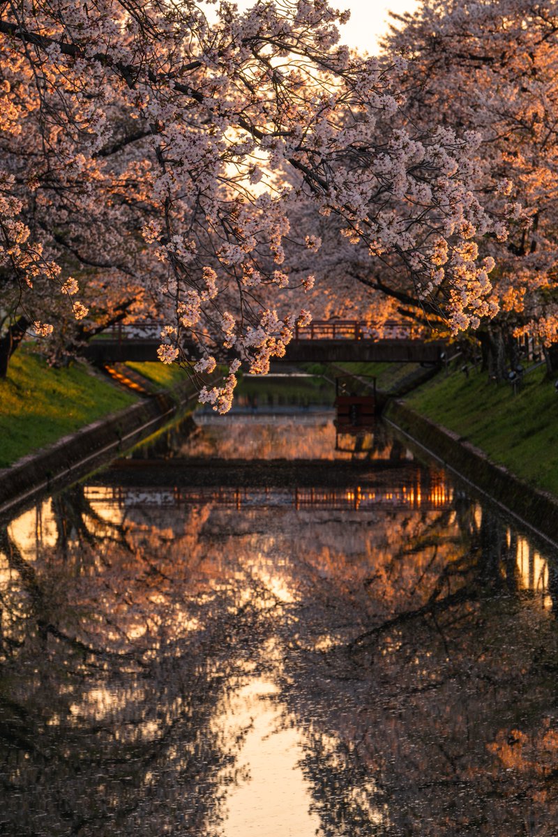 『おはよう』と伝えてくれたのは
朝日を浴びた五条川の桜たち！

#私とニコンで見た世界