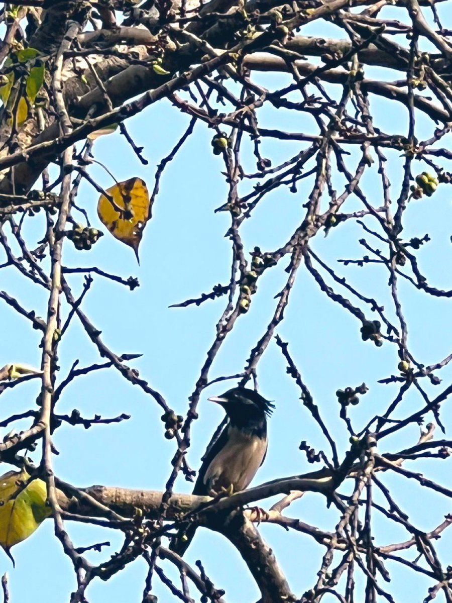 Mornings in Delhi are chirpy and loud because of migration of Rosy starlings. They can be seen in large numbers on ficus trees munching figs. They are on their ways to Eurasian landscape and will again come back in Sept-Oct as harbinger of winters. #migration #birds