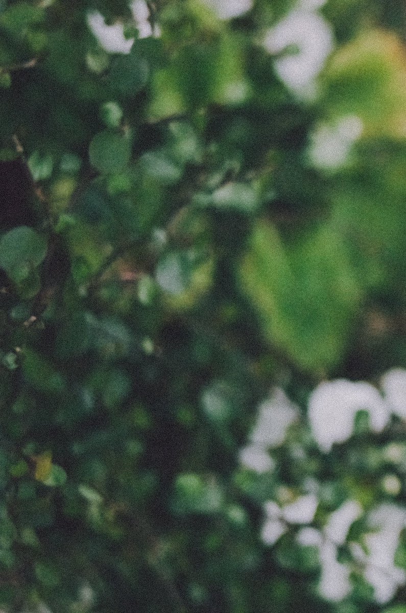 nzwrn_'s tweet photo. 🍃 https://t.co/IPoZ18kapN