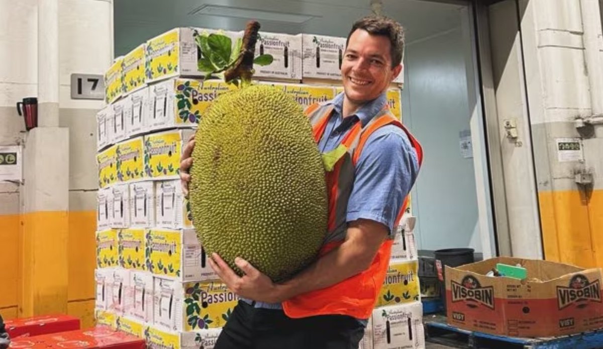 🍈 Jumbo Jackfruit from #NorthernAustralia - our Chief Executive Anthony Curro sat down with #ABCnews to talk about our research into this impressive fruit 🍈 #Jackfruit #TropicalProduce #Research lnkd.in/gQz_uBXz 📸 AusEx Fruit | Qld DAF | @CRC_NA | ABC News