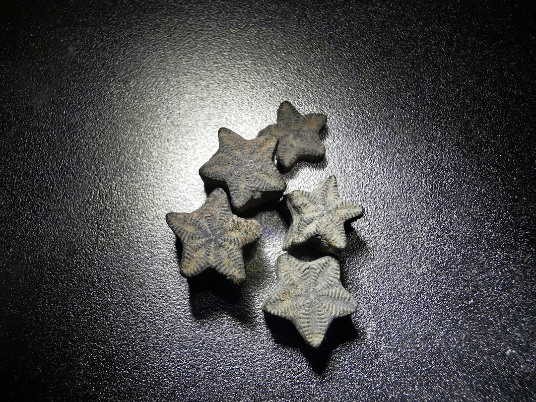 화석이 되어 버린 별을 아시오? 바다나리의 줄기 화석 조각.