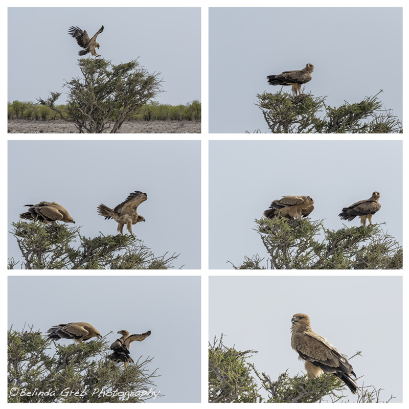 One of the fascinating moments we had in Etosha was watching two Tawny Eagles interact with each other. fineartamerica.com/profiles/belin…
#photography