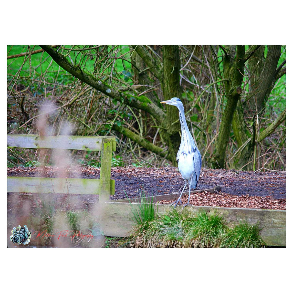 Grey Heron

#GreyHeron

#WassellGrove

#Photography