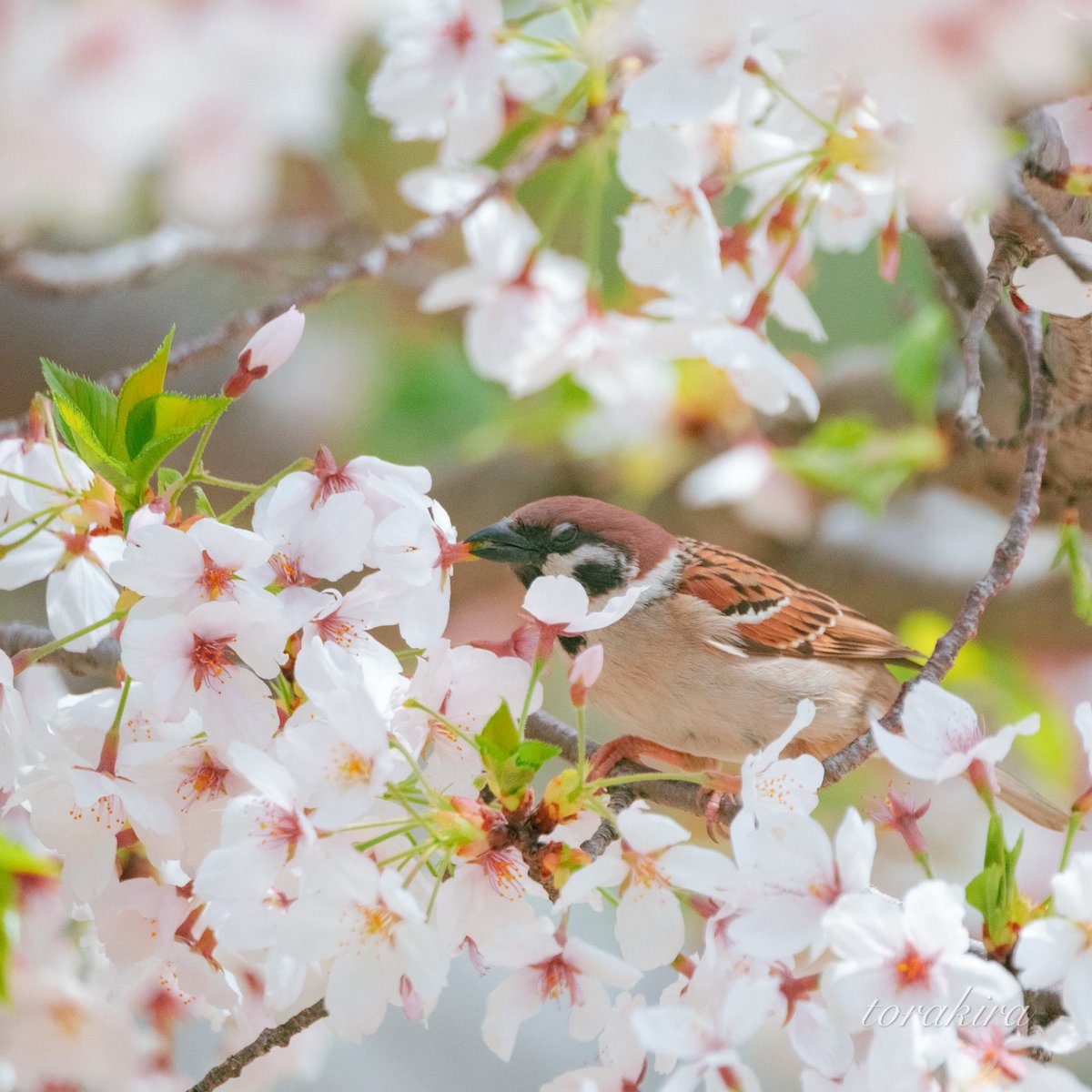 「桜は、花柄やんね」　by雀 花がそのまま落ちてくる時は、上に雀さんが居ますよ☺️