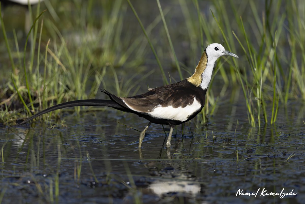 Pheasant tailed Jacana in breeding plumage. 

#srilanka #travel #srilankansafari #travelsrilanka #kumana #WildlifePhotography #birdsofsrilanka #zero3images #birdinginsrilanka #BBCwildlifePOTD #yourshotphotographer #bbcwildlifemagazine #planetearth #natgeowild