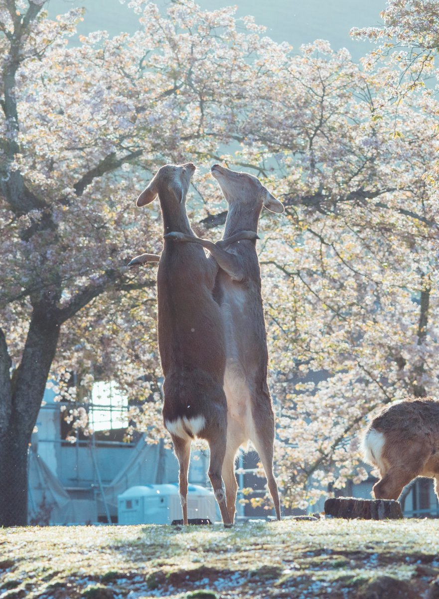 鹿がケンカしてる瞬間の写真なんだけど、桜の存在も手伝って、ケンカどころかむしろ無二の親友が称え合っているように見える