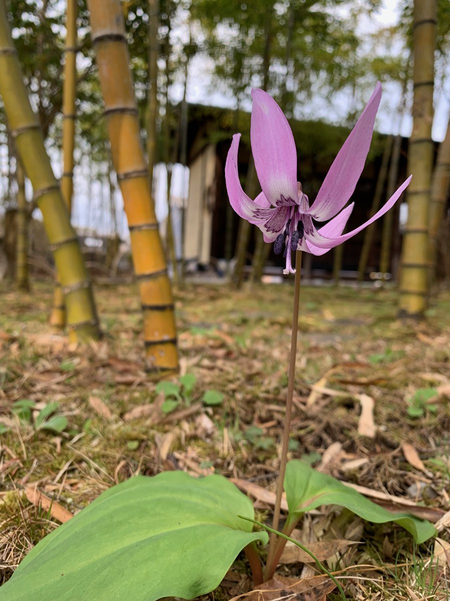 早春の山を最初に彩る花の１つが「カタクリの花」だそうです(*˙˘˙*)ஐ
薬師温泉旅籠の郷内に発見！

#群馬県
#東吾妻町
#温泉旅館
#企業公式つぶやき部