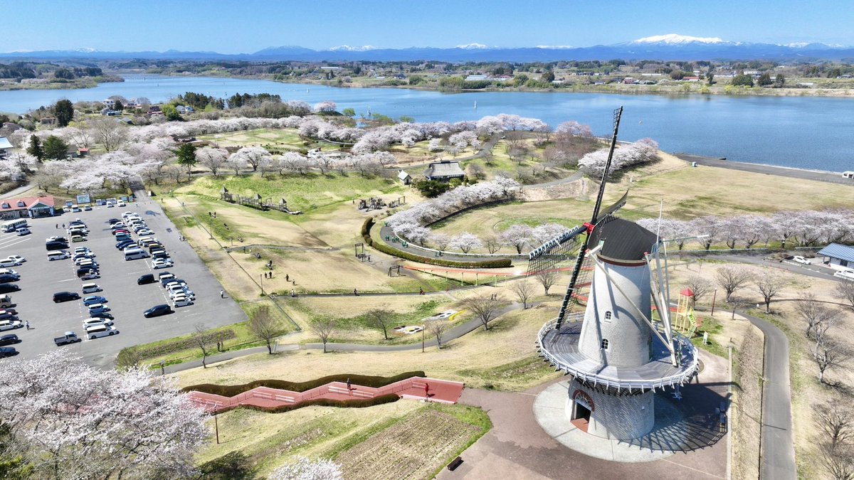 おはふーしゃんです🌷

先日、公園の専属ドローンカメラマンさんに撮影していただきました📸🚁

園内をぐるりと桜が彩っているのが分かりますね～😊

鳥になって飛んでるような気分になるね🕊️🕊️🕊️

#宮城県 #登米市 #長沼フートピアトヨテツの丘公園 #桜 #開花状況 #桜スポット #お花見 #オランダ風車