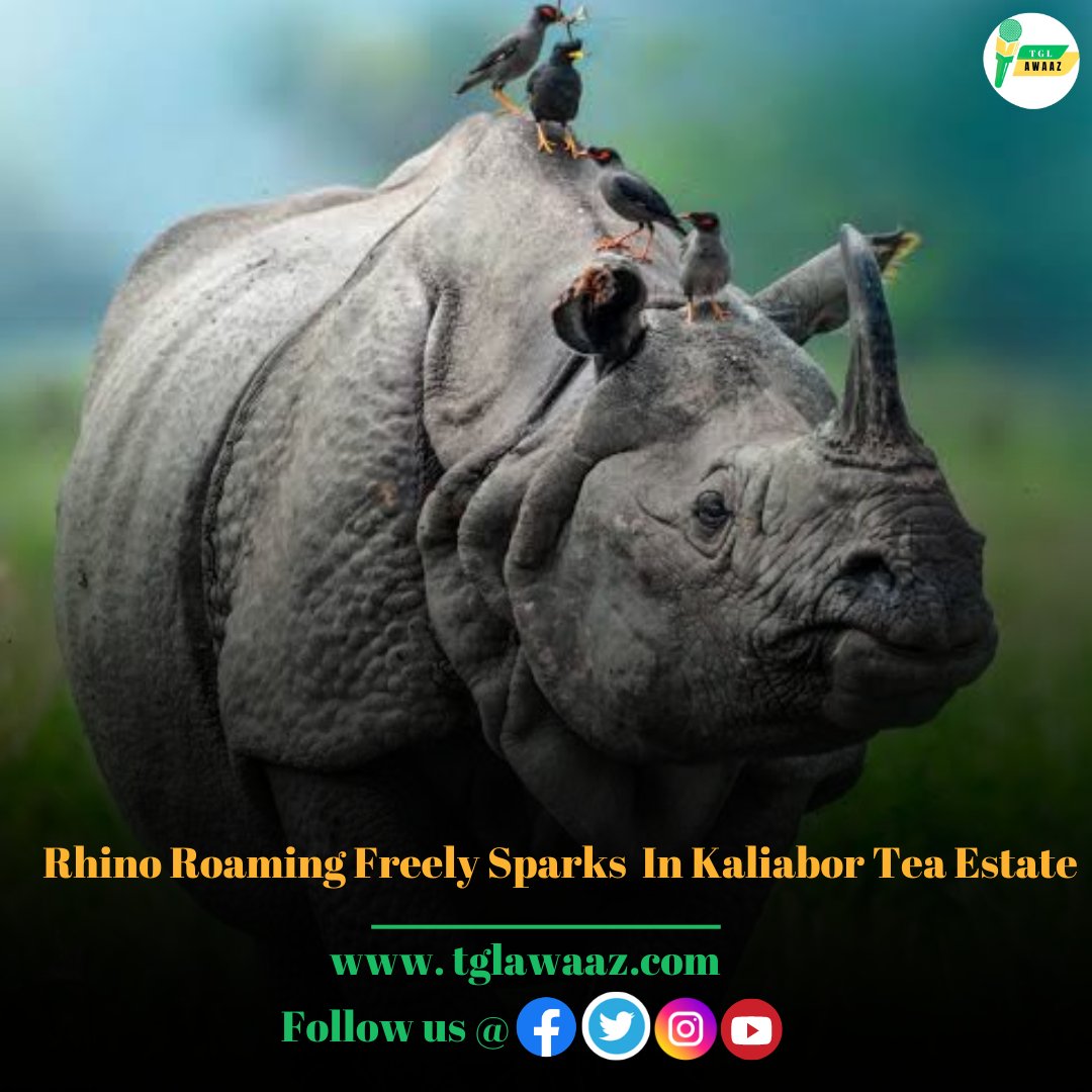 A rhino went astray from the Kaziranga National Park and has been roaming freely in the area surrounding the Kaliabor Tea Estate and this has sparked serious concerns among garden workers and locals.

#KazirangaNationalPark 
#kaziranga 
#onehornedrhino 
#Kaliabor 
#tglawaaz