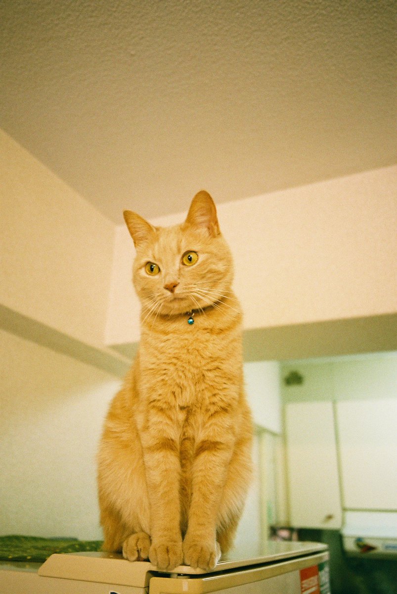 rwexer's tweet image. キョトン
#rollei35