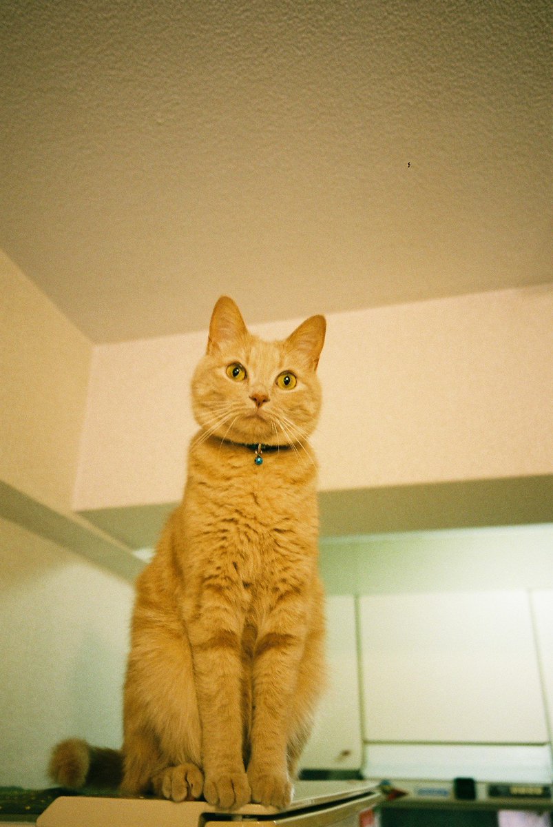 rwexer's tweet image. キョトン
#rollei35