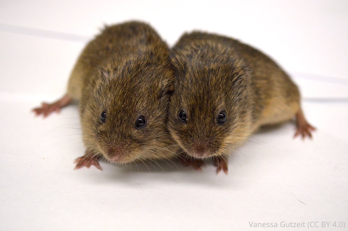 The brains of mixed and same-sex pair bonded prairie voles show a level of synchrony that seems to depend on the number of ejaculations, according to 3D mapping of neuronal activation. elifesciences.org/articles/87029…