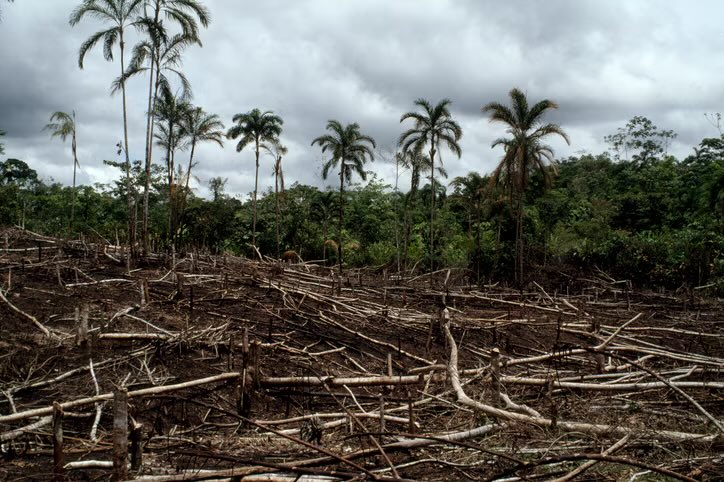 Could deforestation trigger the next pandemic? Yes. Forests aren’t just the lungs of the world – they’re also its immune system. bbcearth.com/news/could-def…