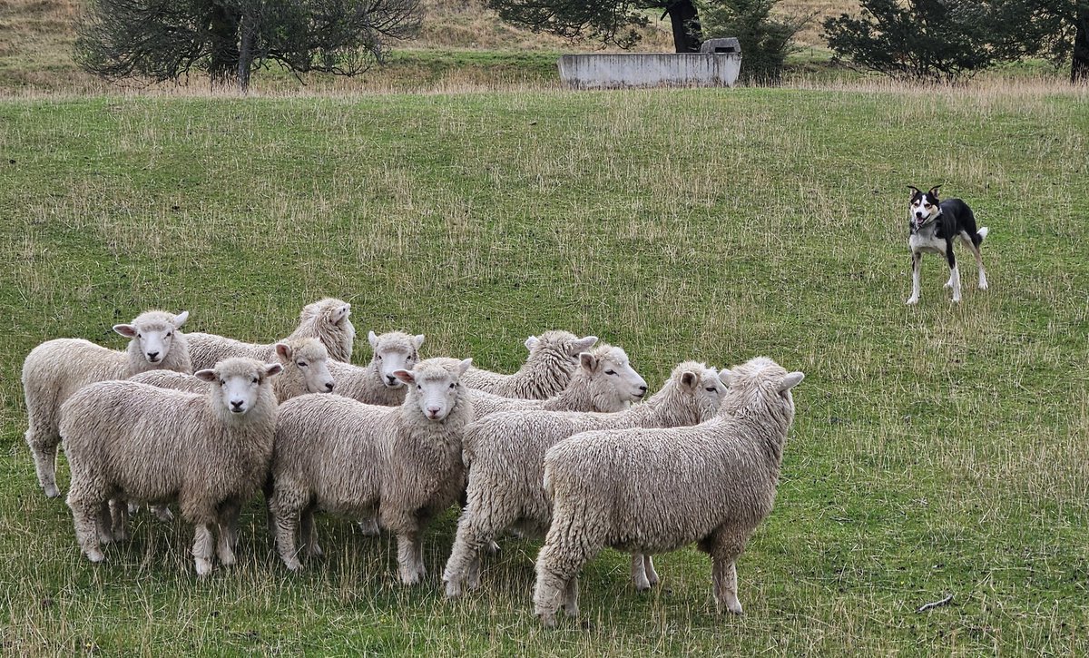 Got to watch my pal Ned herd some sheep. Good boy, Ned.