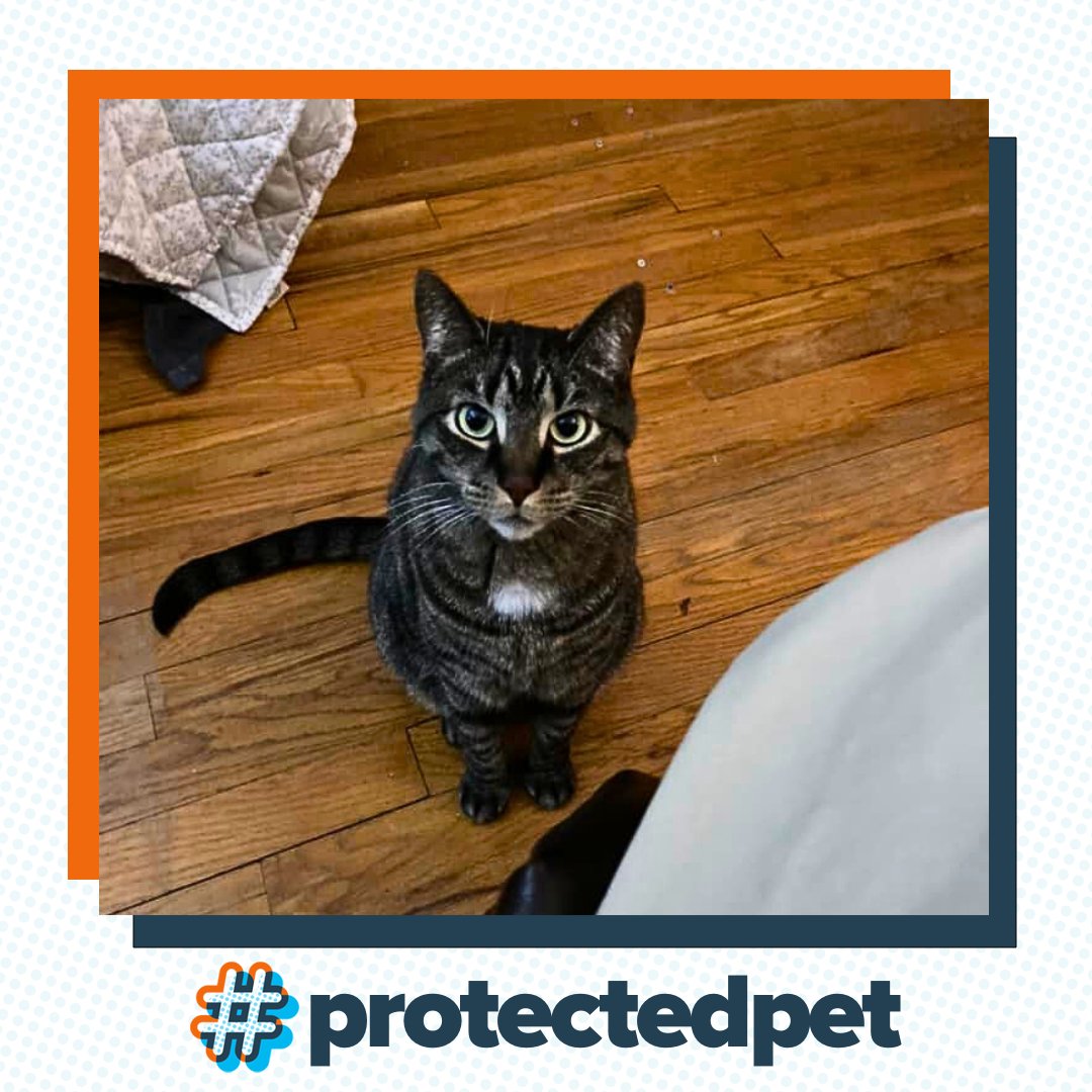 Meet Toby, a handsome #ProtectedPet! 🧡 📸: Nick G. Protected Pet: Cats and dogs covered by ASPCA® Pet Health Insurance, joining a community of responsible pet parents for a happy, healthy pet life. #cats #pets #petpeople #petparents #ASPCAPetInsurance #PetInsurance