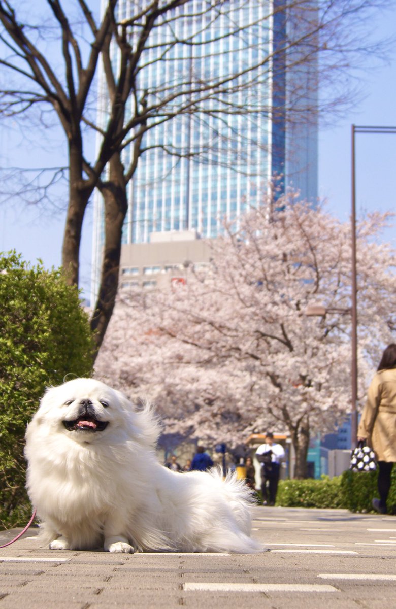 Feel the spring breeze 🐶🌬️🌸
#Pekingese 
#MilfyThePekingese 
#Tokyo 
#cherryblossoms 
#Someiyoshino 
#ToranomonHills 
#HappyFriday 
#SweetSmile 
#HaveAPeacefulDay