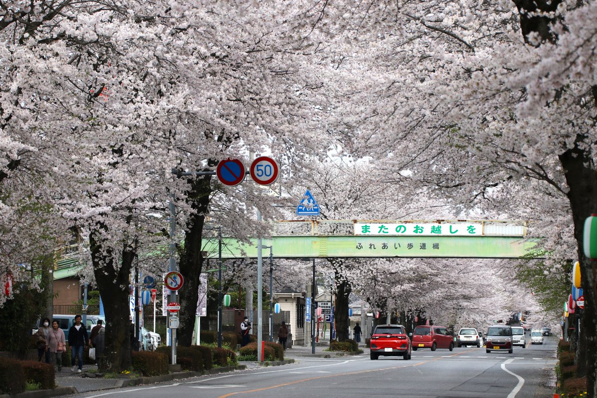 みなさんが撮った桜の写真を見せてください🙏 栃木の名所でも、自撮りでも全然OKです！🌸😆
