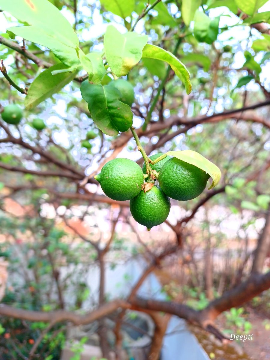 शुभ प्रभात 🌞😊🌿
#माझाक्लिक ❤️
#निसर्गसौंदर्य 💚