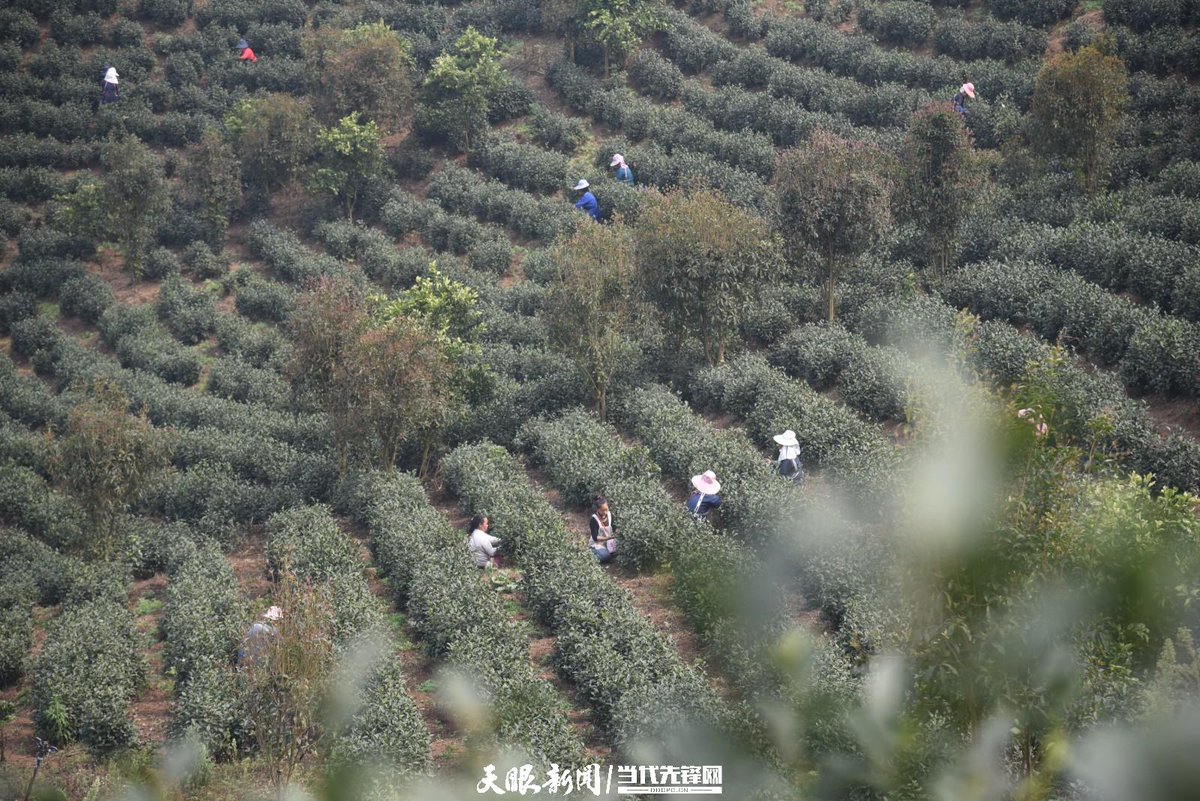 LiveinGuizhou's tweet image. Under the open blue sky, Pu'an County's boundless tea plantations are the perfect place to admire the scenery where the vast expanse of lushness meets the blue sky in the distant horizon.

📷 by Eyesnews

#SpringOuting #TeaGarden #TravelChina