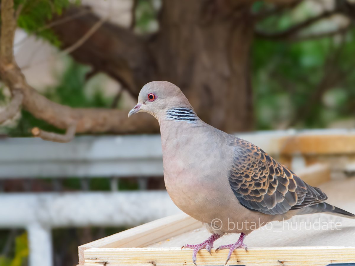 最近撮った鳥たち

#野鳥　#キジバト　#ツグミ