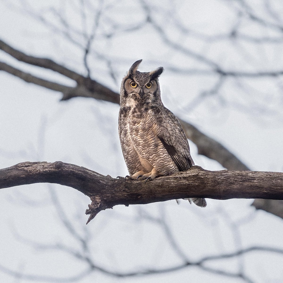 Great Horned Owl at dusk in Queens.💕🦉 #birds #birding