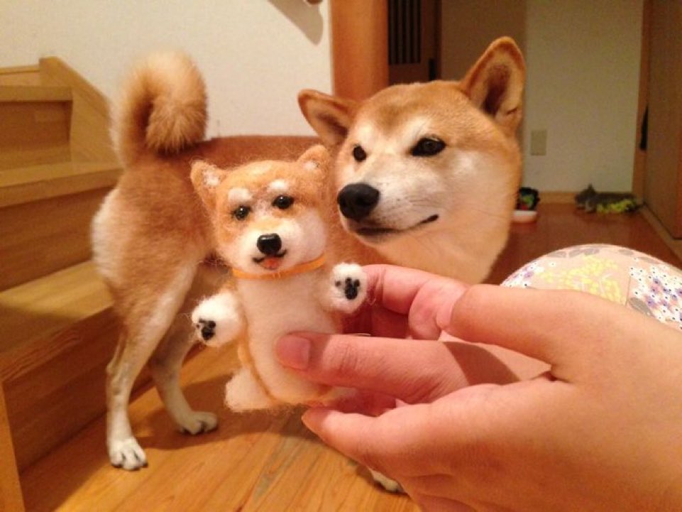 #InternationalPetDay  which one is the real Shiba Inu