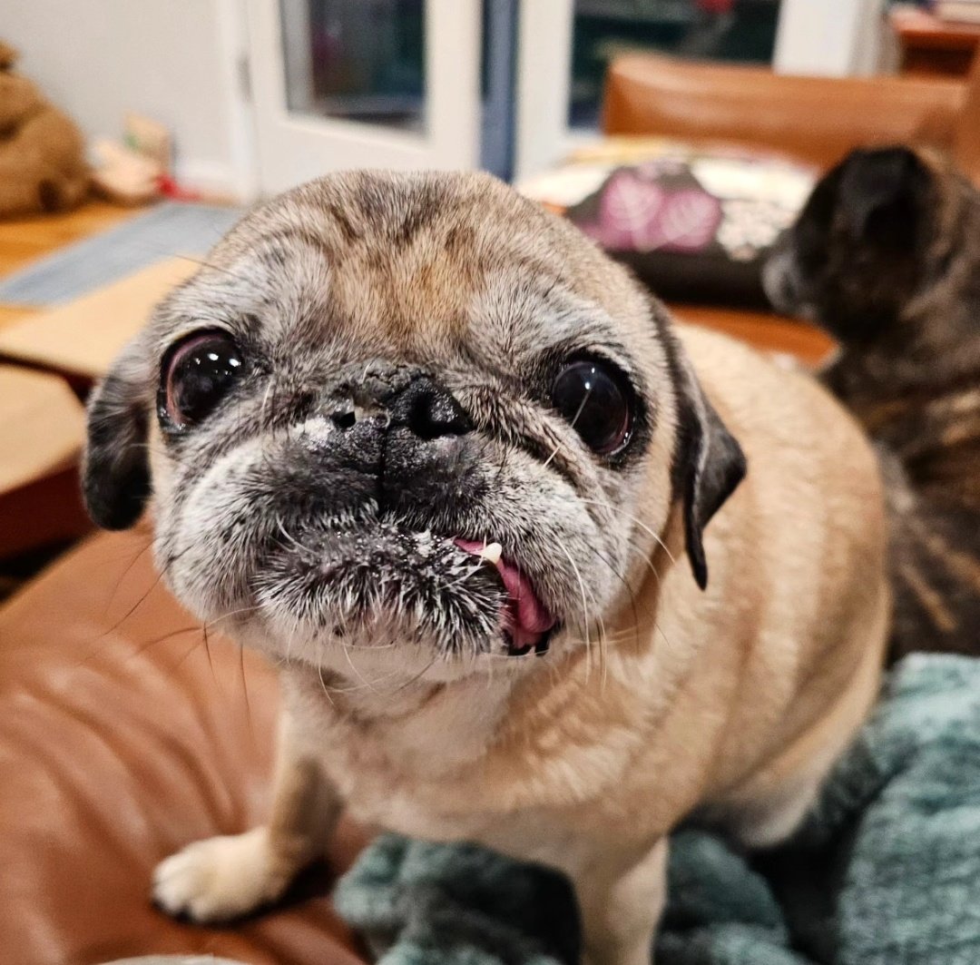My tiny squishy senior bean turns 14 this year & her weight at the vet was 14 too. I don't know the exact date but I was told she was 2 when I adopted her in 2012. She's my lil anxious shadow. #rosyposy #lilpugbean
