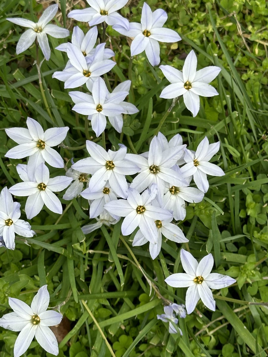 On my walk: the Violets and Spring Starflowers up close.