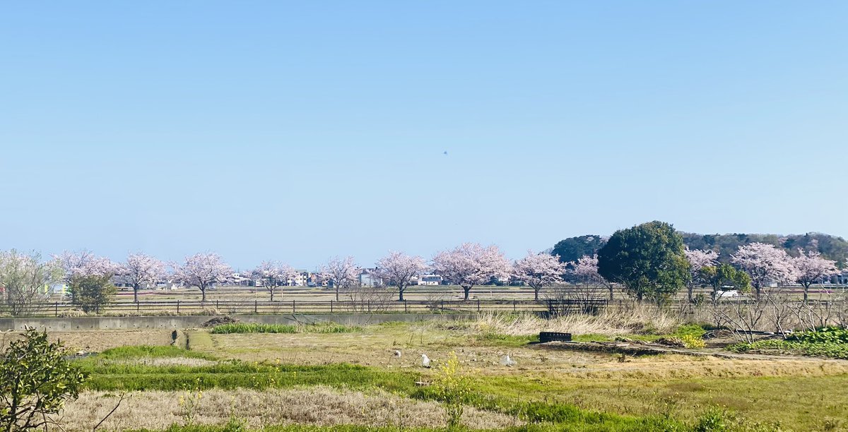 工房からの景色が春of春〜🌸 ちょうちょもいっぱい飛んでる。